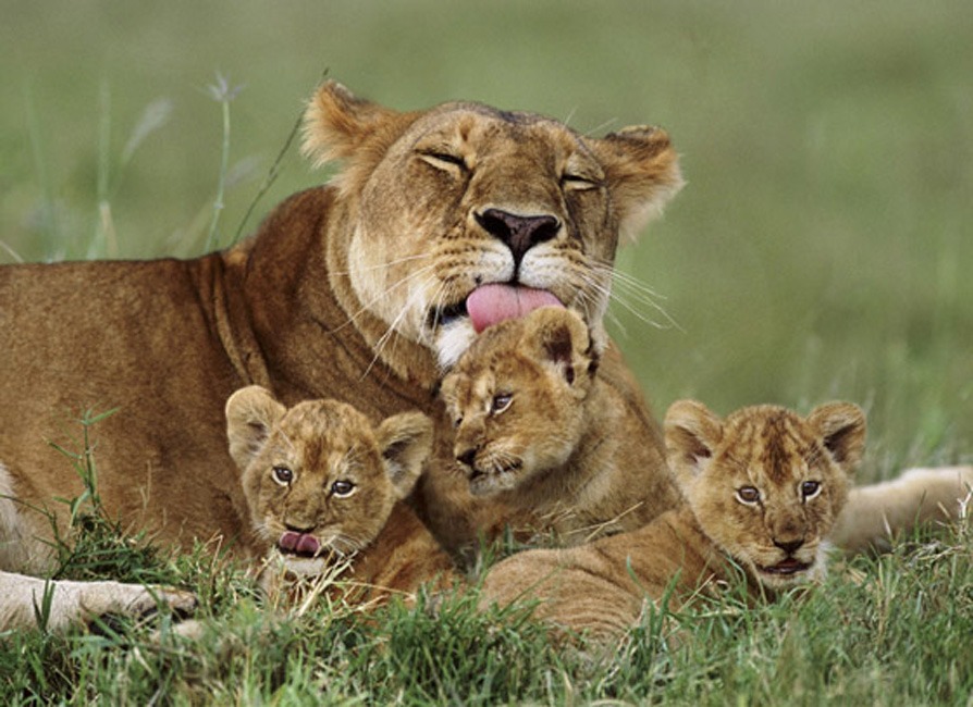 Lioness washing cubs, Masai Mara, Kenya. African lion (Panthera leo)