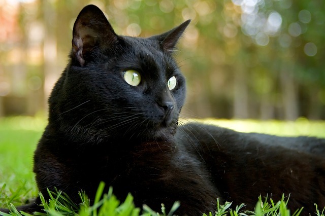 gato_negro