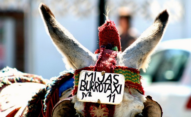 burrotaxi-mijas