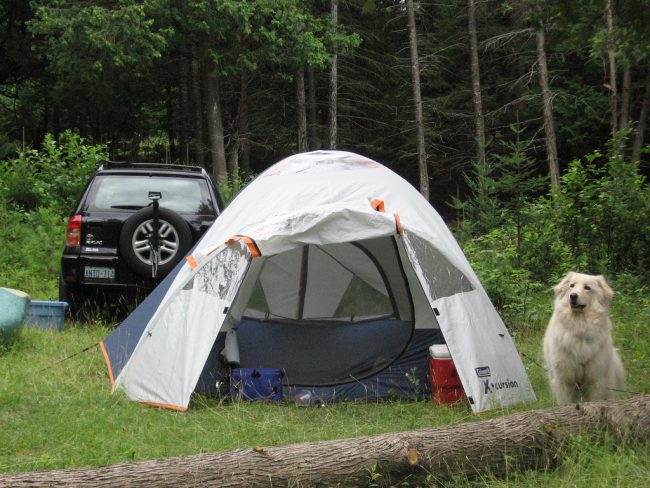 perro camping