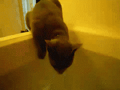 ¿A que más de uno conoce a algún niños que tiene tanta tirria al agua como los gatos?