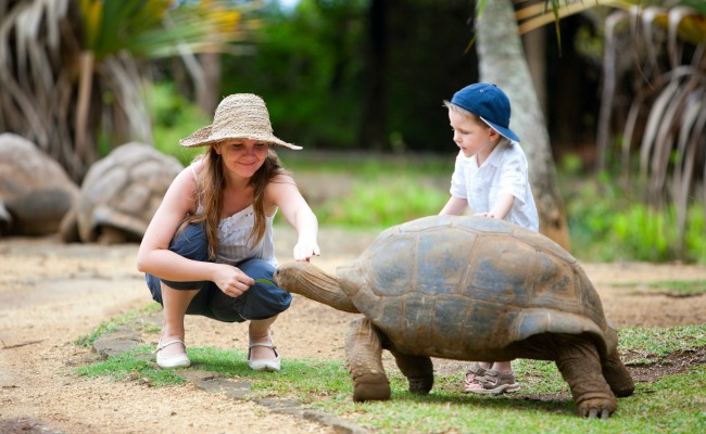 Mauricio-tortuga-gigante