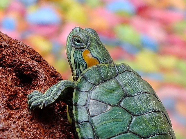 tortuga mascota